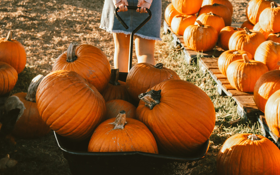 fall activities and edibles