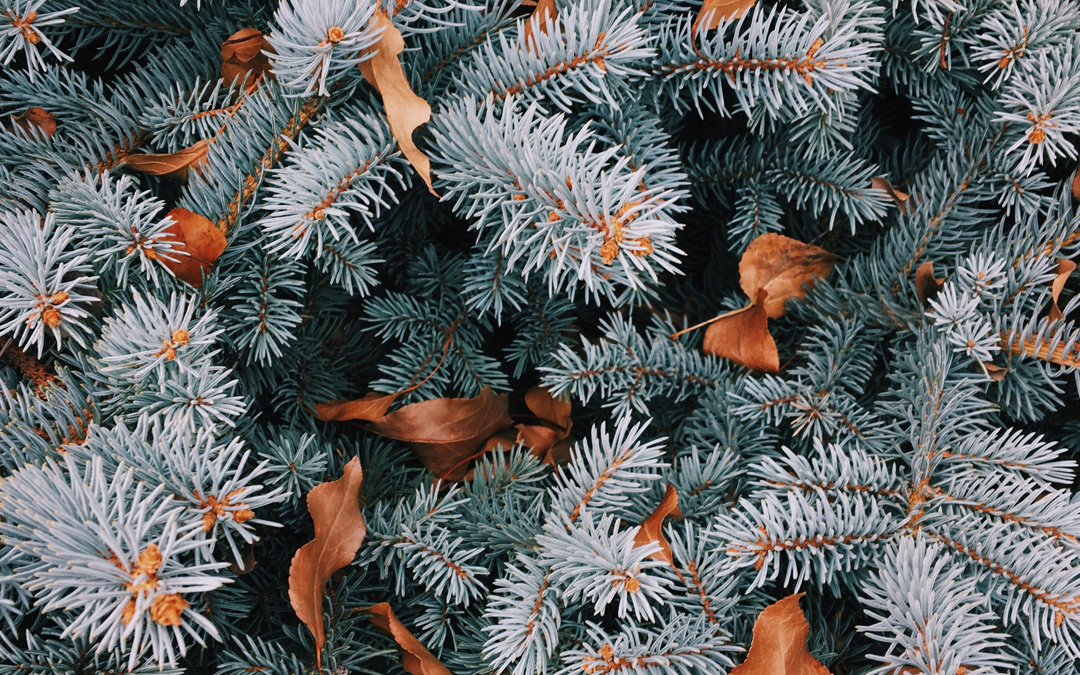 winter cannabis flavors